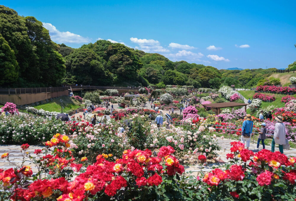美しい姿と甘い香り…春バラを楽しもう♪福岡のバラ園3選