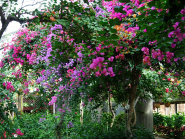 リーズナブルに植物を楽しむ♪ 散策おすすめスポット!