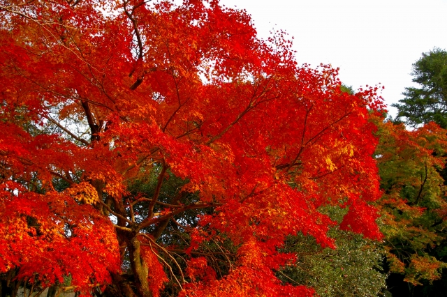 紅葉を楽しむならココ！ 福岡エリア別紅葉スポット5選