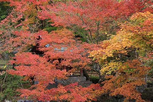 紅葉を楽しむならココ! 福岡エリア別紅葉スポット5選
