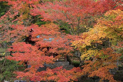 紅葉を楽しむならココ！ 福岡エリア別紅葉スポット5選