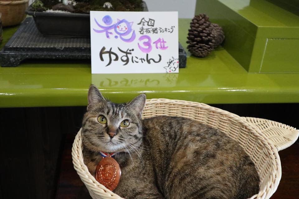 猫と湯に癒される、ニャンとも素敵な九州の温泉5選