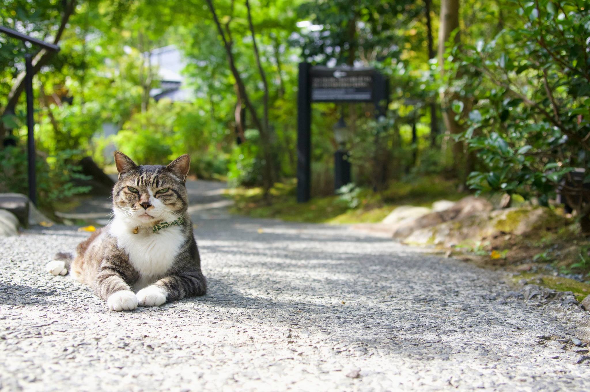 猫と湯に癒される、ニャンとも素敵な九州の温泉5選