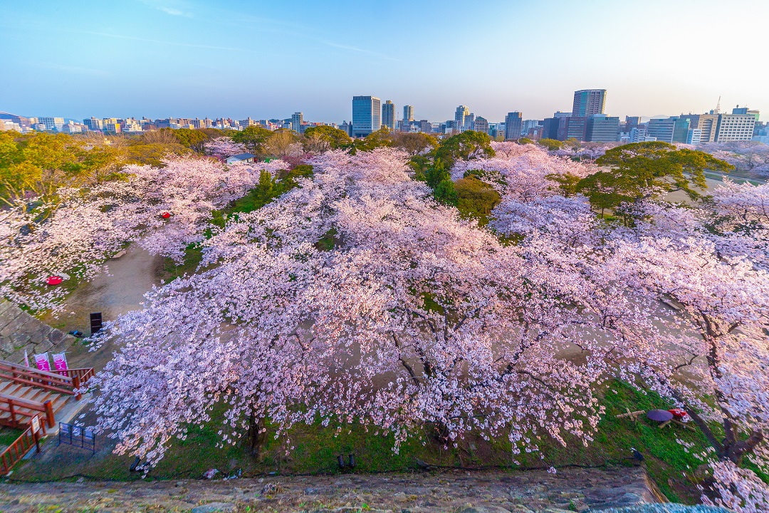 フラワーシーズン到来！ 福岡の春は花見で決定！