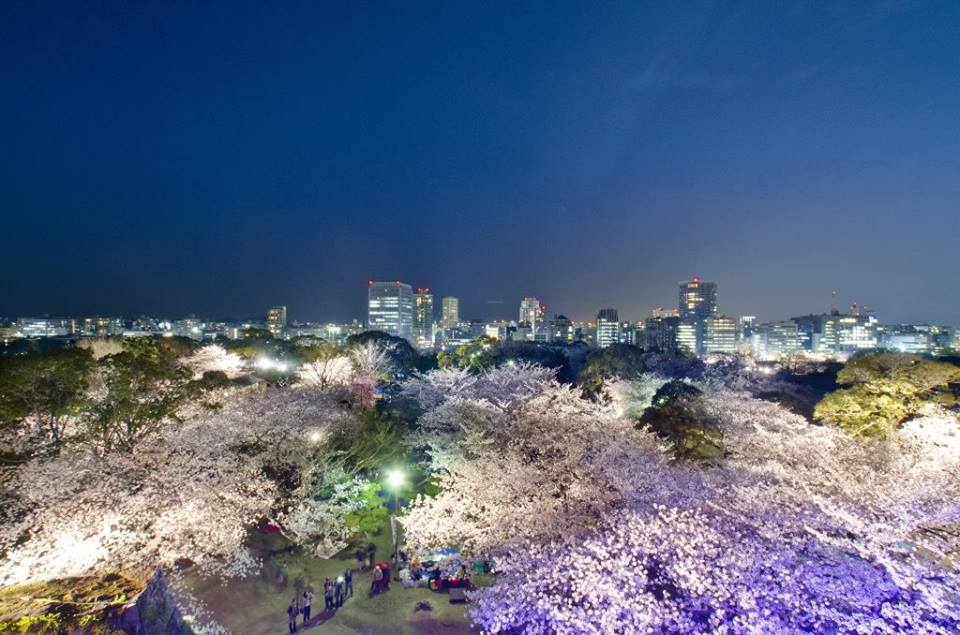 フラワーシーズン到来! 福岡の春は花見で決定!