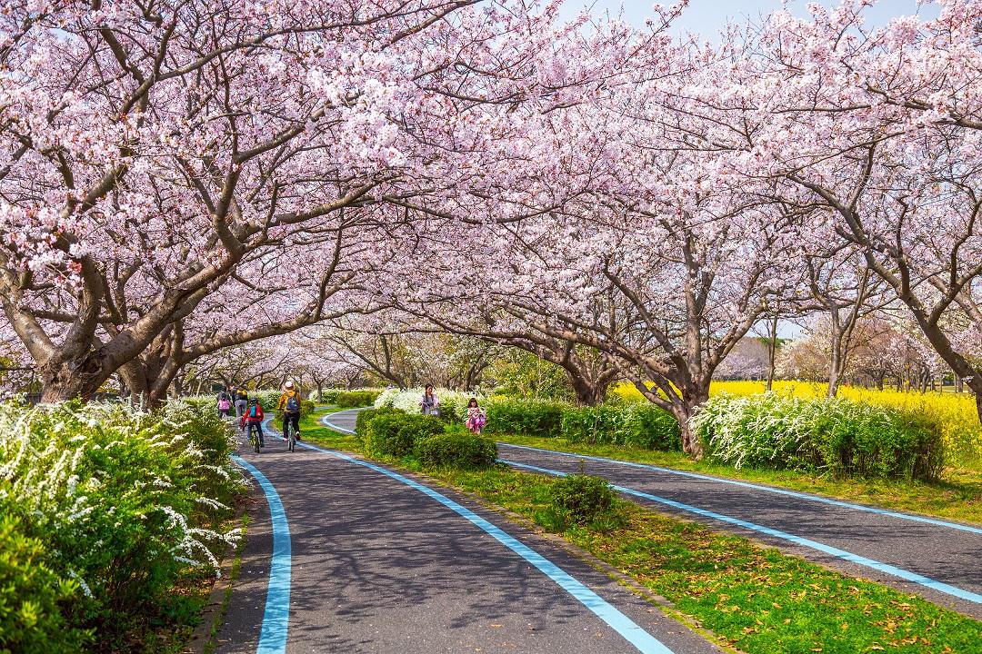 フラワーシーズン到来! 福岡の春は花見で決定!
