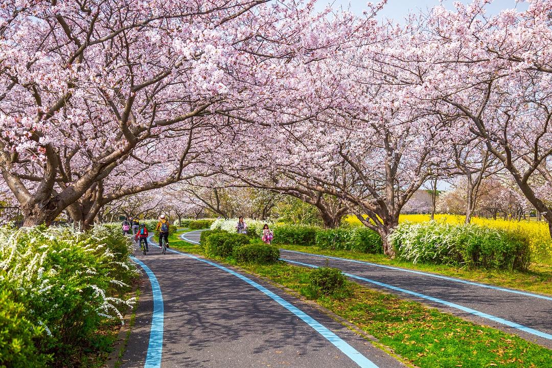 フラワーシーズン到来！ 福岡の春は花見で決定！