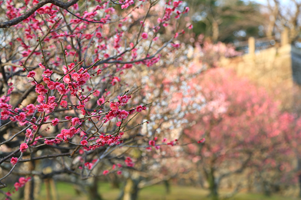 春の訪れを感じよう！ 福岡の梅の名所4選をご紹介