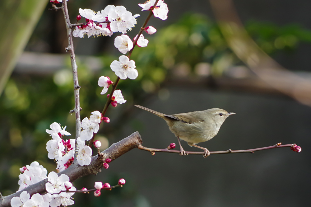春の訪れを感じよう！ 福岡の梅の名所4選をご紹介