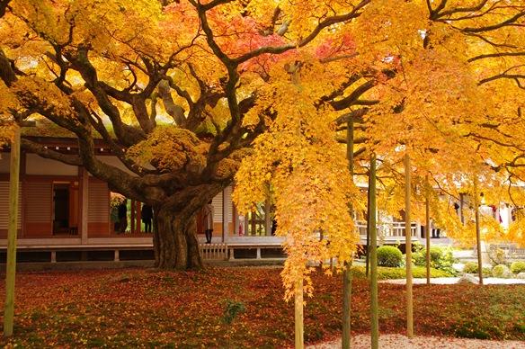 秋の紅葉を楽しもう！今年行きたい福岡の紅葉スポット