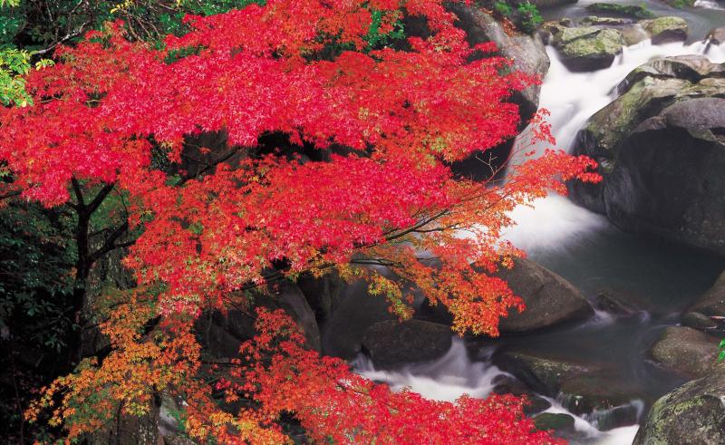 秋の紅葉を楽しもう!今年行きたい福岡の紅葉スポット