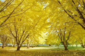 秋の紅葉を楽しもう!今年行きたい福岡の紅葉スポット