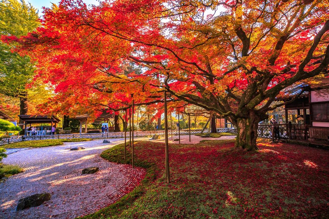 秋の紅葉を楽しもう!今年行きたい福岡の紅葉スポット