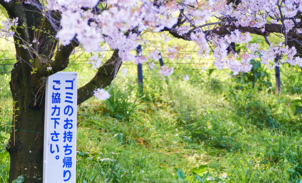 マナーを守って楽しく！福岡のお花見スポット