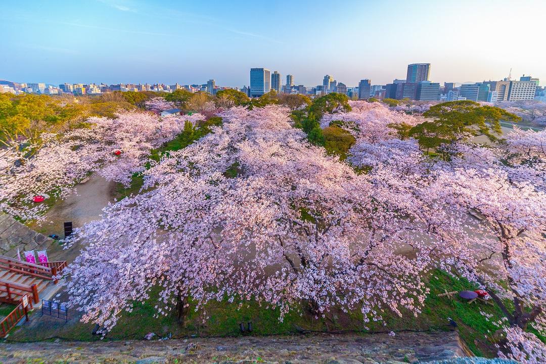 マナーを守って楽しく!福岡のお花見スポット