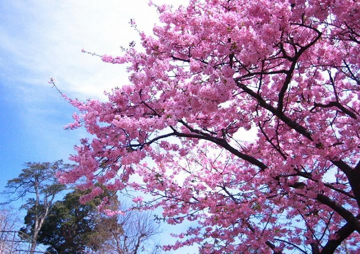 マナーを守って楽しく!福岡のお花見スポット