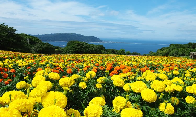春のお出かけに♪ 5月の花と福岡のフラワースポット3選