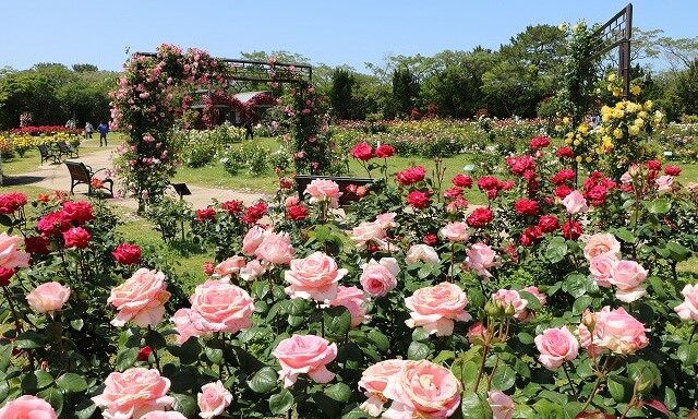 春のお出かけに♪ 5月の花と福岡のフラワースポット3選