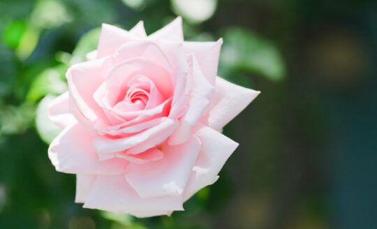 美しい姿と甘い香り…春バラを楽しもう♪福岡のバラ園3選