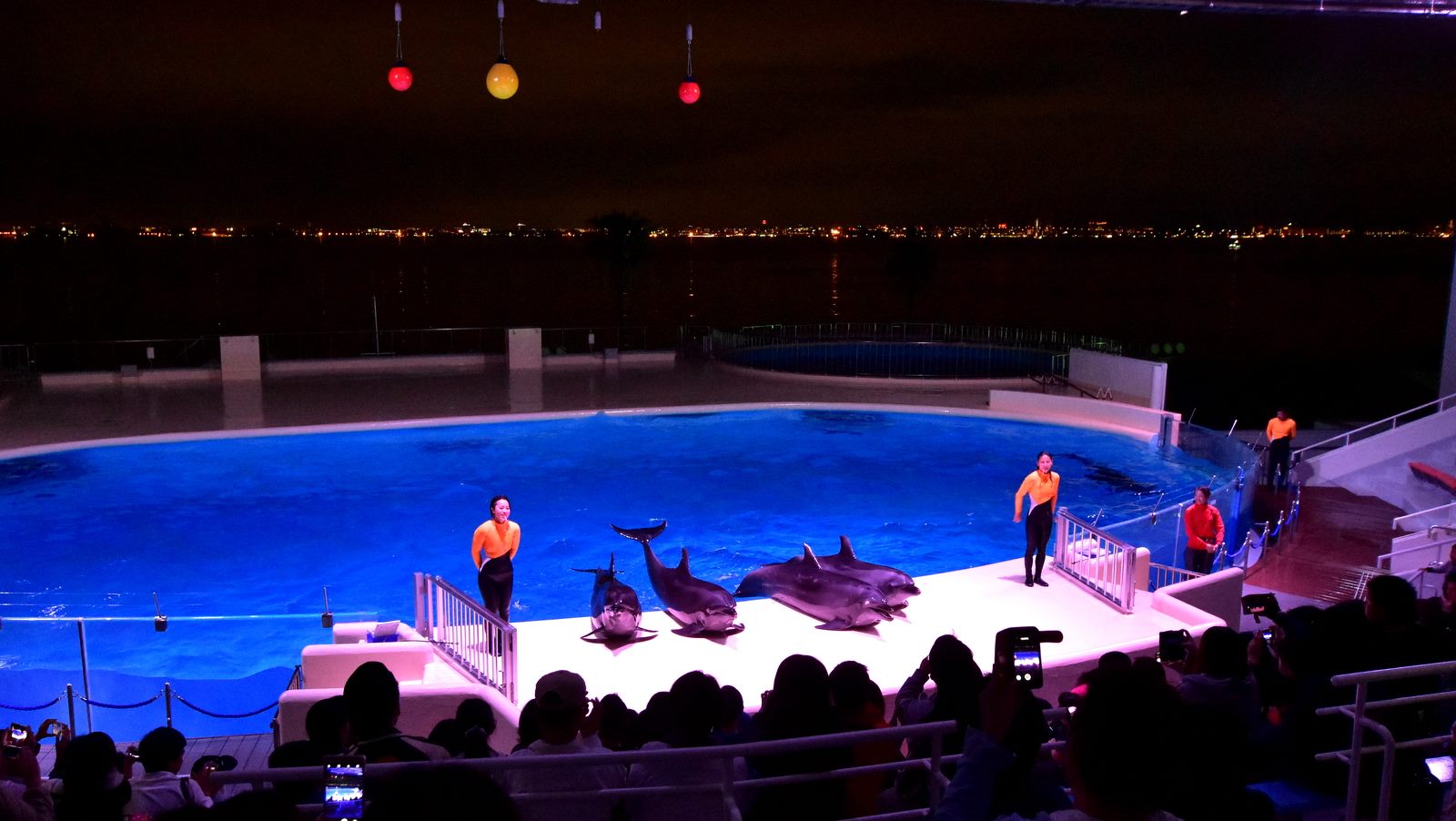 昼間より楽しい?!夜の水族館・動植物園