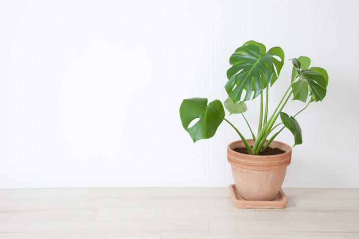エアコンいらず?!夏の模様替えで、涼しく快適な部屋づくり!