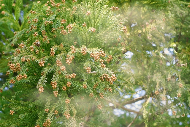 今年の花粉量は？ 早めの花粉症対策、始めましょ！