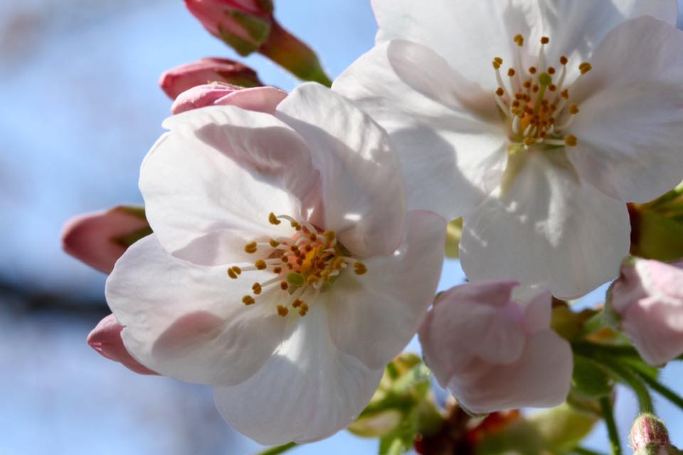 贅沢なお花見！ 桜を見ながら食事ができるお店3選