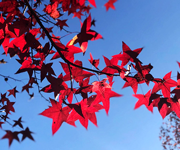 11月下旬とは思えない暖かな日で紅葉も楽しめたレベスタでした。
